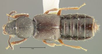 Media type: image;   Entomology 24069 Aspect: habitus dorsal view